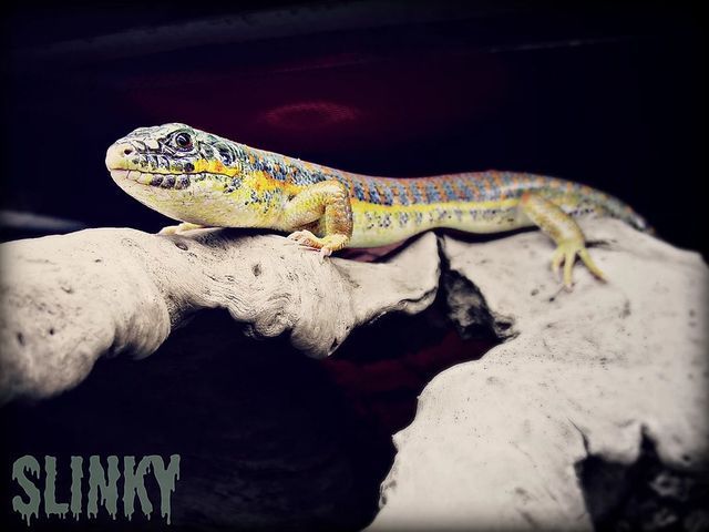Yellow Lizard — Fairport, NY — Fairport Animal Hospital