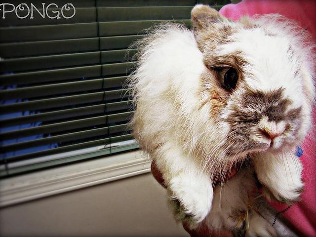 Rabbit — Fairport, NY — Fairport Animal Hospital