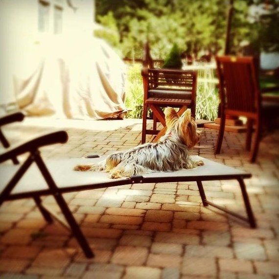 Dog on Chair — Fairport, NY — Fairport Animal Hospital