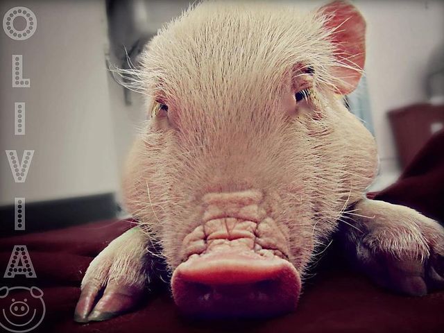 Pig — Fairport, NY — Fairport Animal Hospital