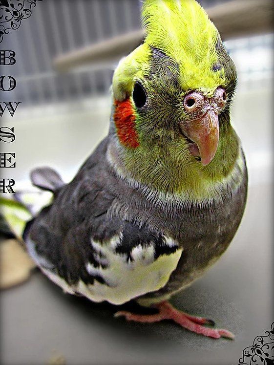 Little Bird — Fairport, NY — Fairport Animal Hospital
