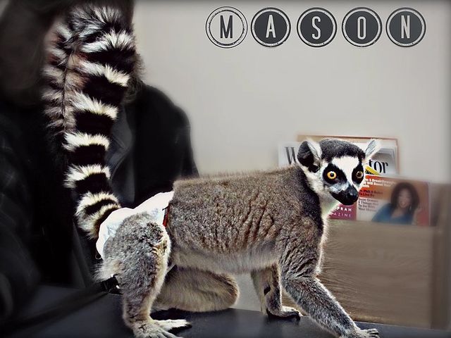 Lemur — Fairport, NY — Fairport Animal Hospital