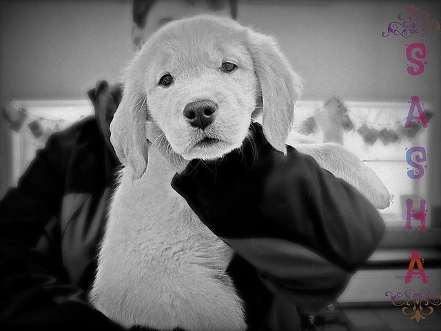 Puppy — Fairport, NY — Fairport Animal Hospital