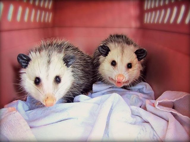 Opossums — Fairport, NY — Fairport Animal Hospital