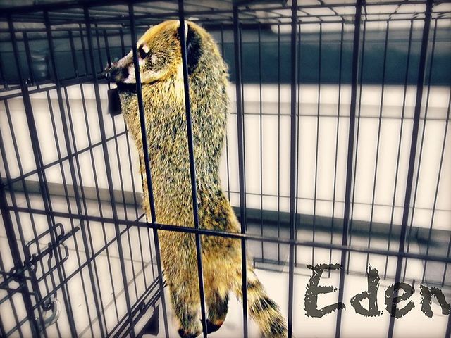 Pet in a Cage — Fairport, NY — Fairport Animal Hospital