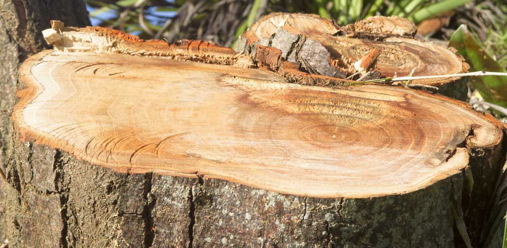 A Piece of Wood is Sitting on Top of a Tree Stump — CBS Chainsaw & Brushcutter Specialists - HUSQVARNA in Comboyne, NSW