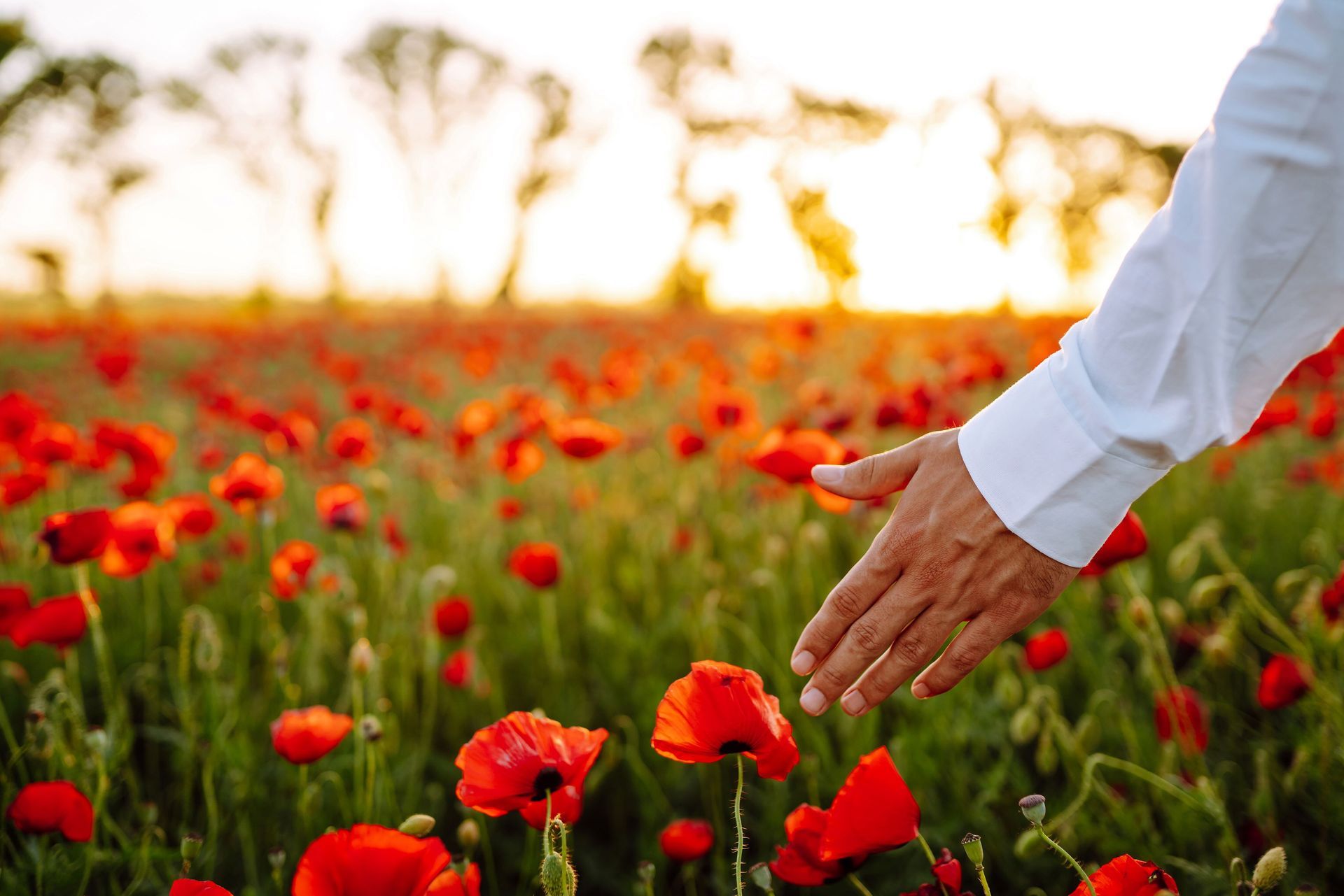 Man hand touching poppy flowers in the field in summertime. Poppy field at sunset. 