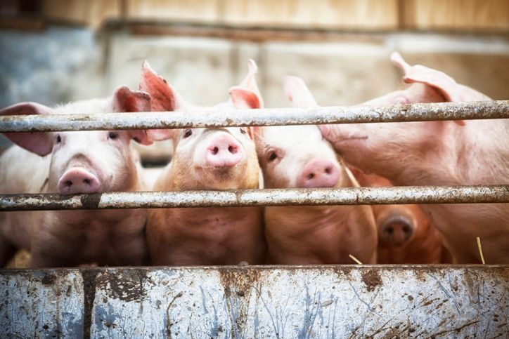 Pigs in a corral 