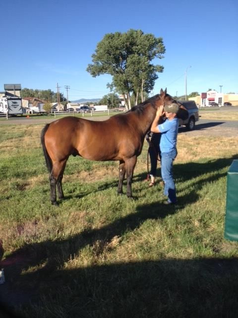 A black and white photo of a man walking a horse and a dog