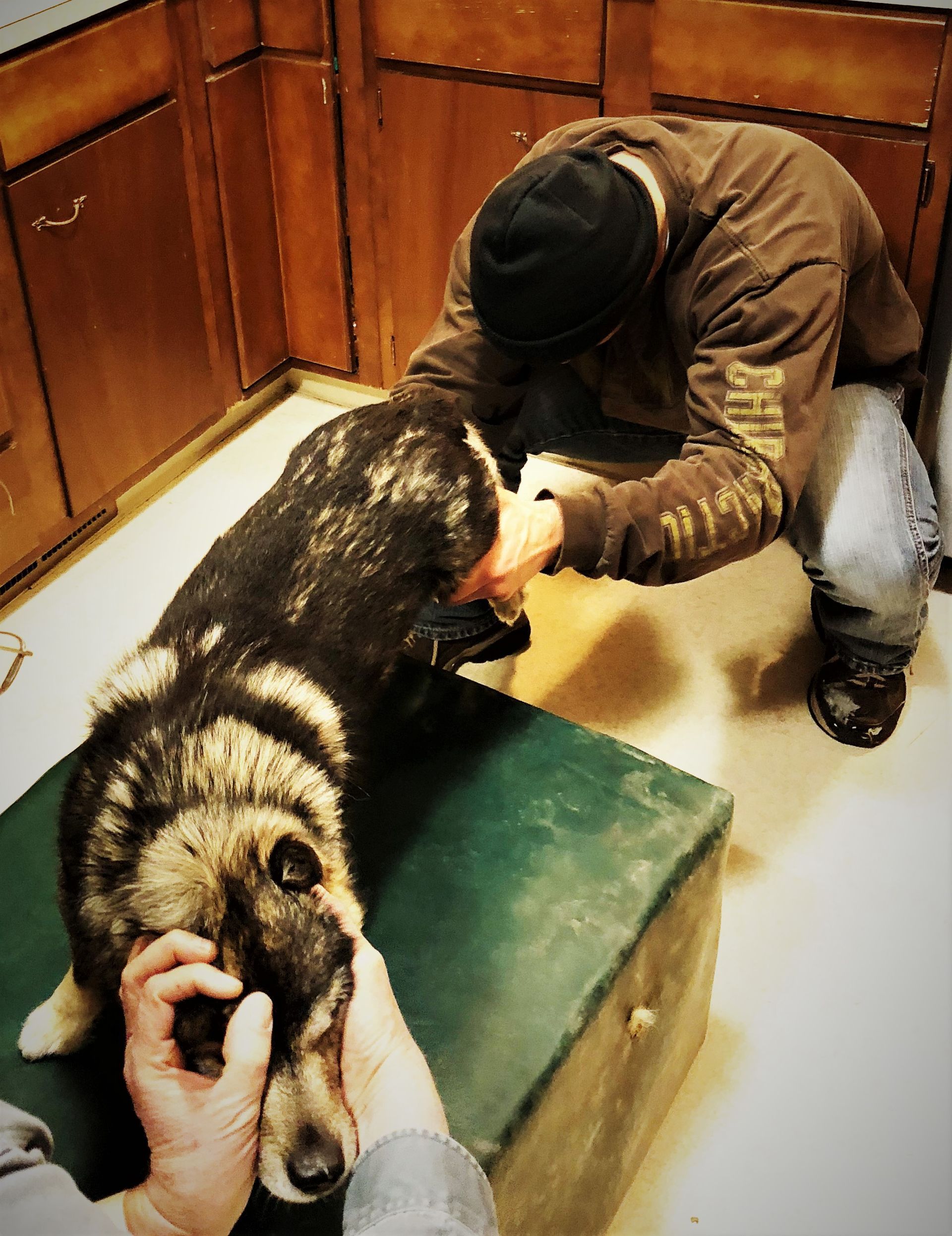 A corgi dog is laying in the grass and smiling.