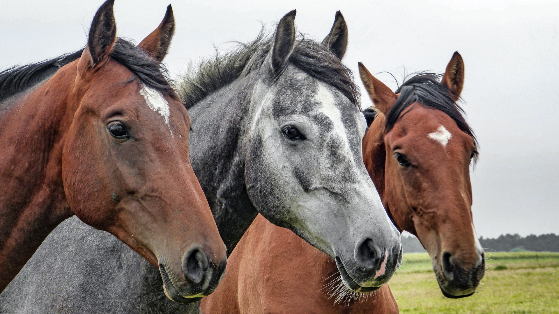 Three horses are standing next to each other in a field.