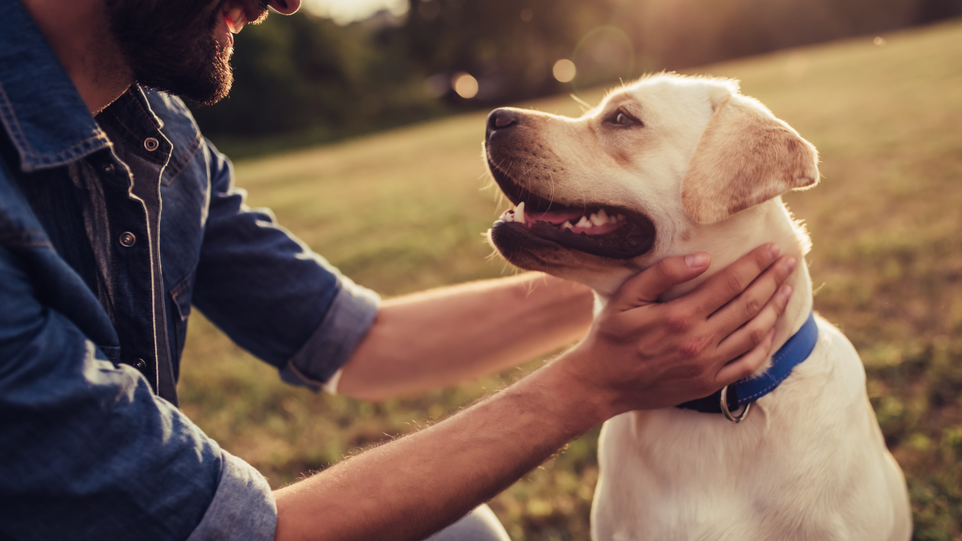 A man is petting a white dog in a park.