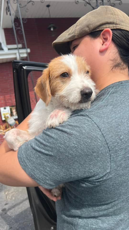 A beagle dog wearing a bandana is sitting in the grass.