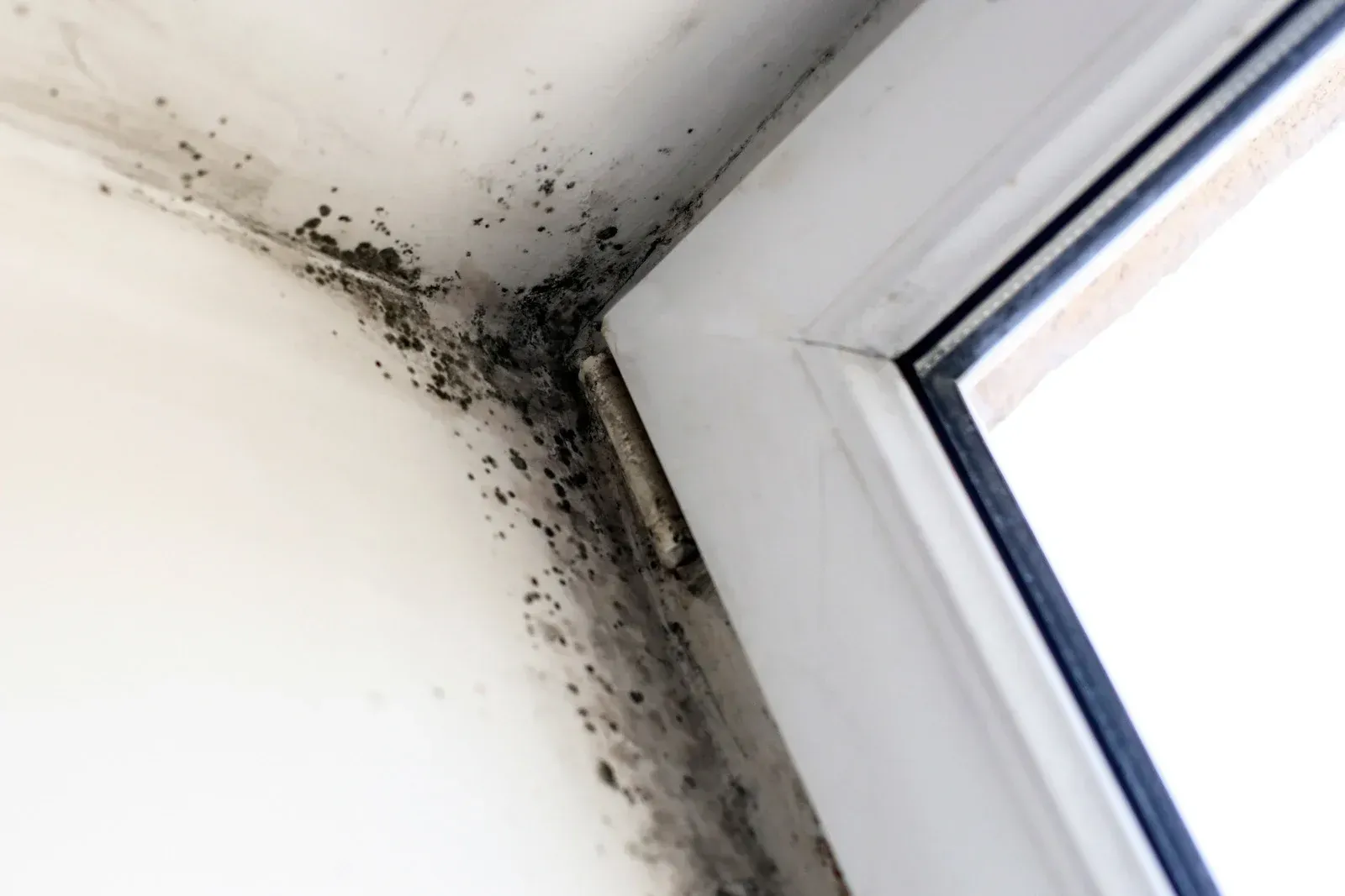 A corner of a window with black mold growing on it.