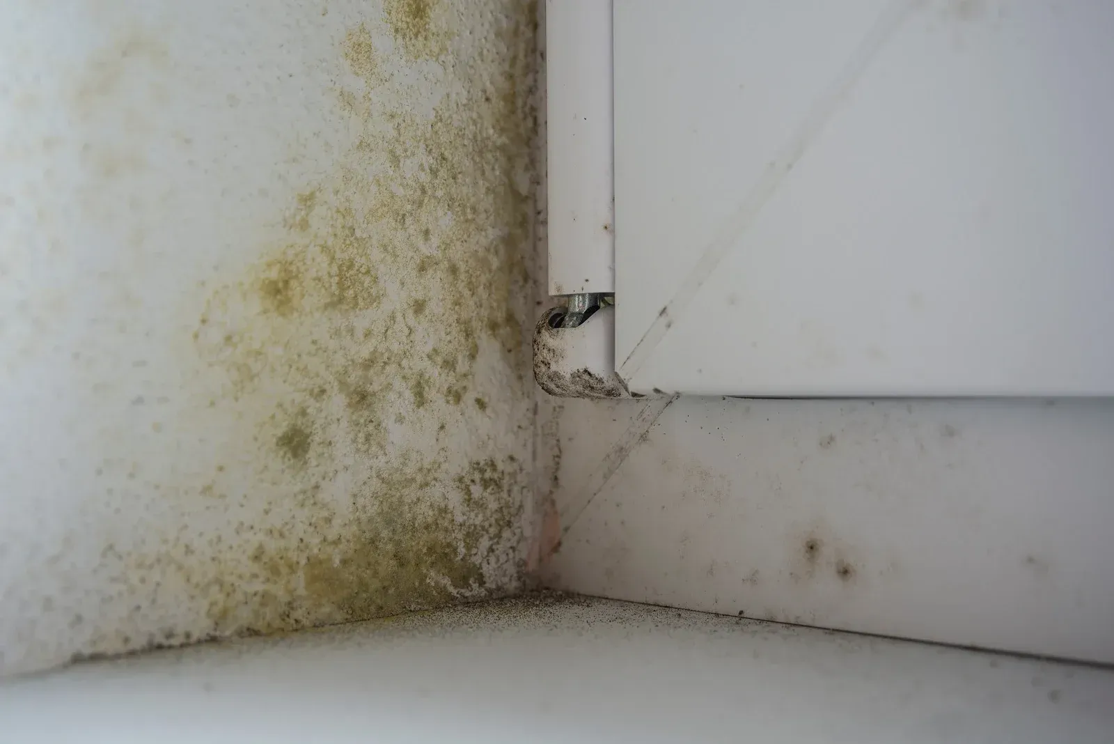 A corner of a wall with mold growing on it.