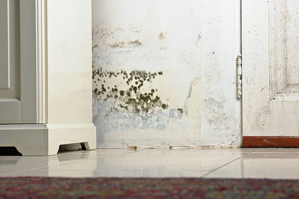 A white wall with mold growing on it next to a door.