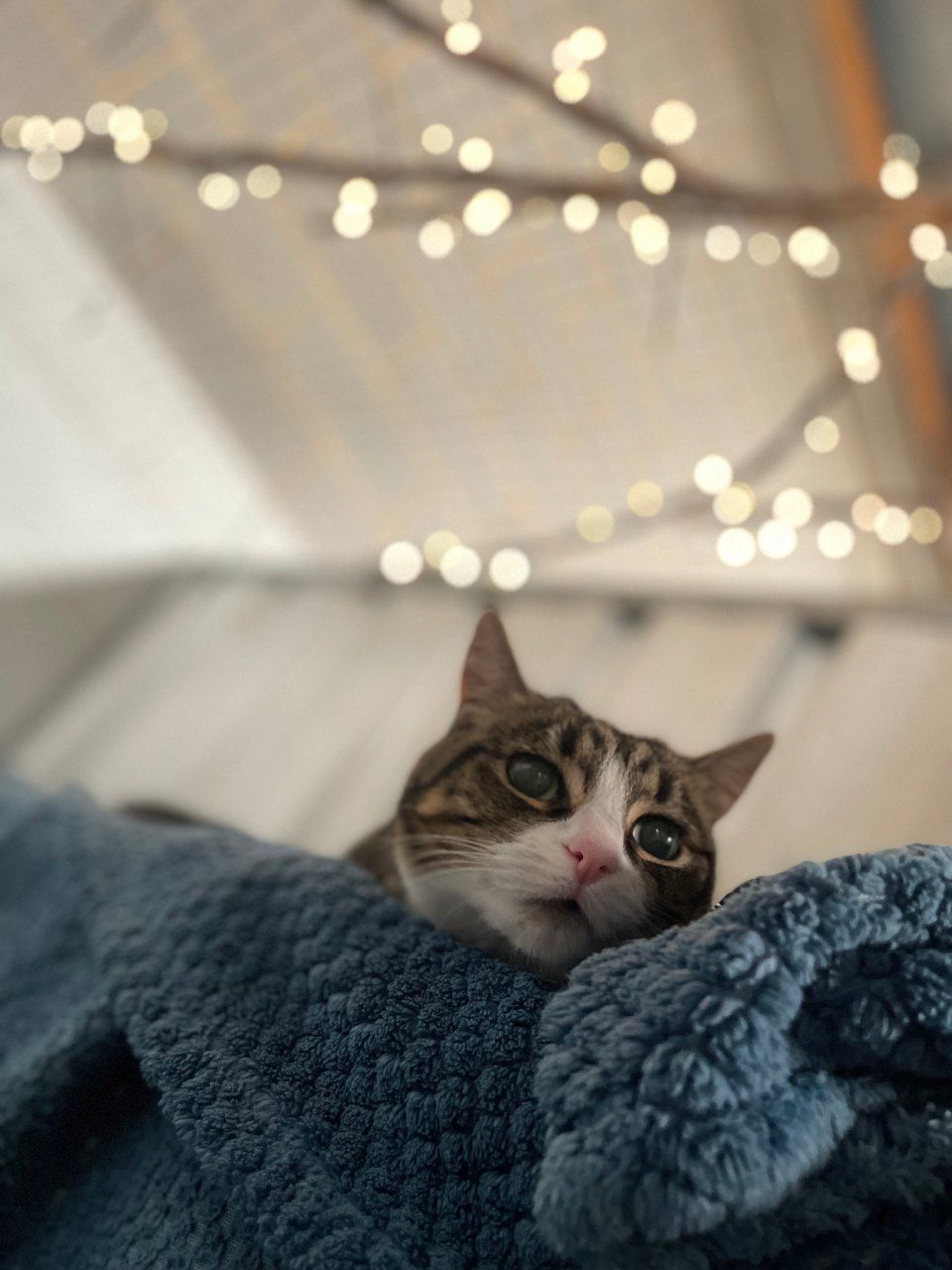 A cat is laying on a blue blanket in a tent.