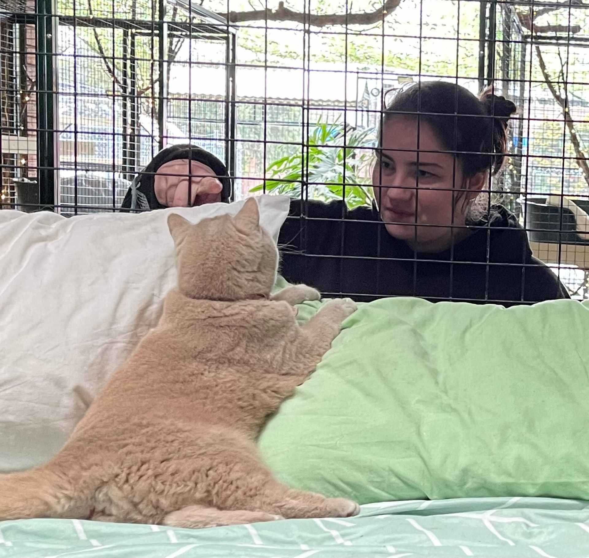 A woman is sitting on a bed with two cats