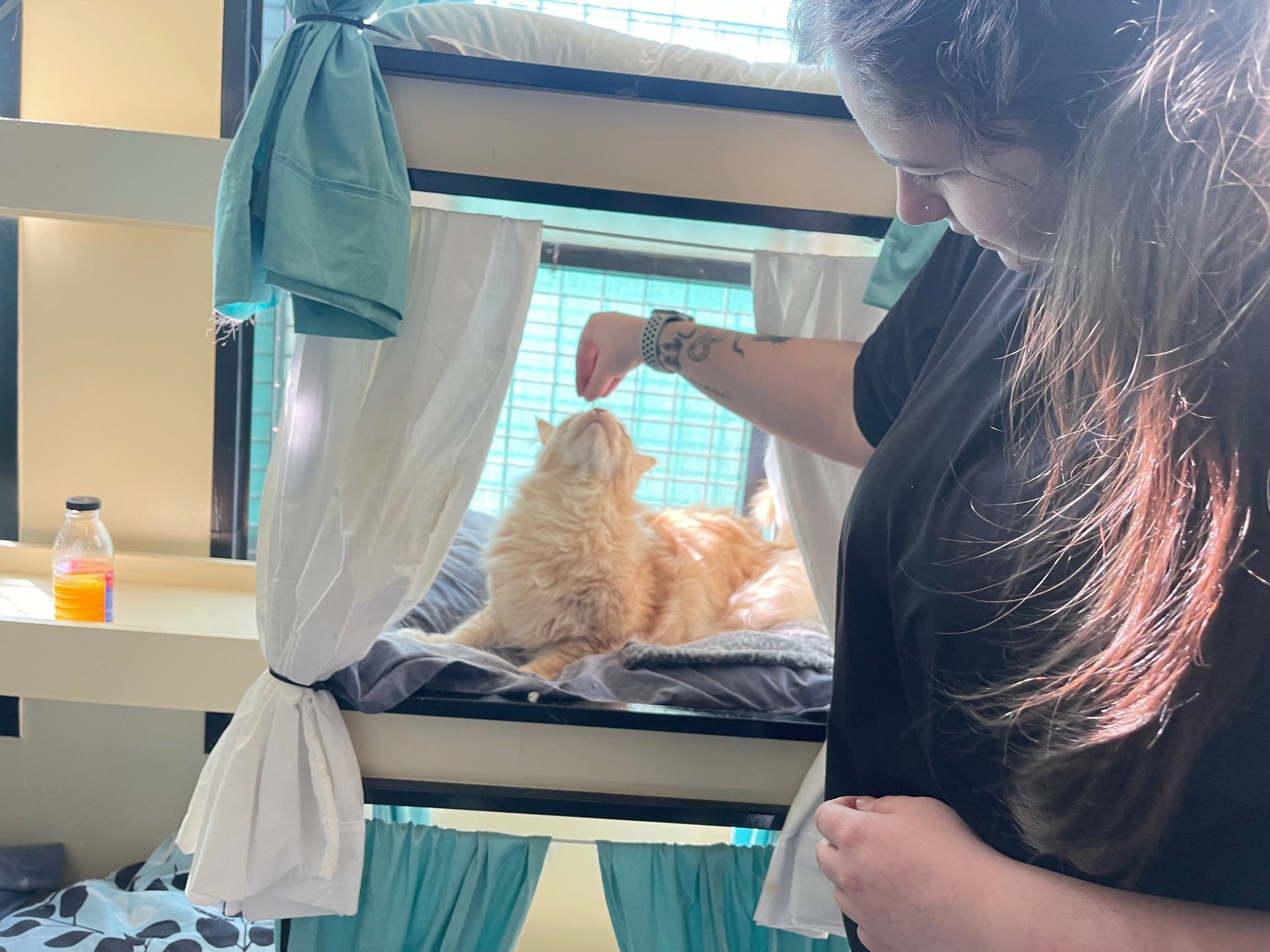 A close up of a cat sitting on top of a rock.