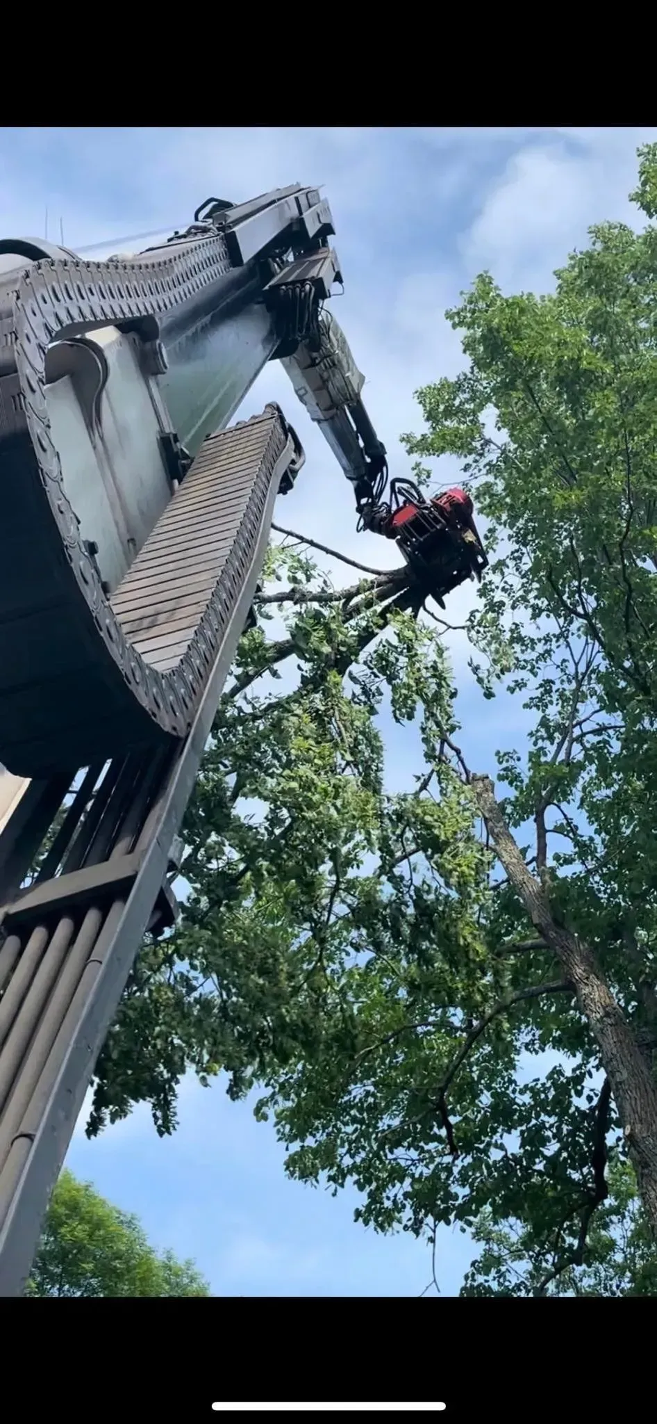 A crane is cutting a tree with a chainsaw.