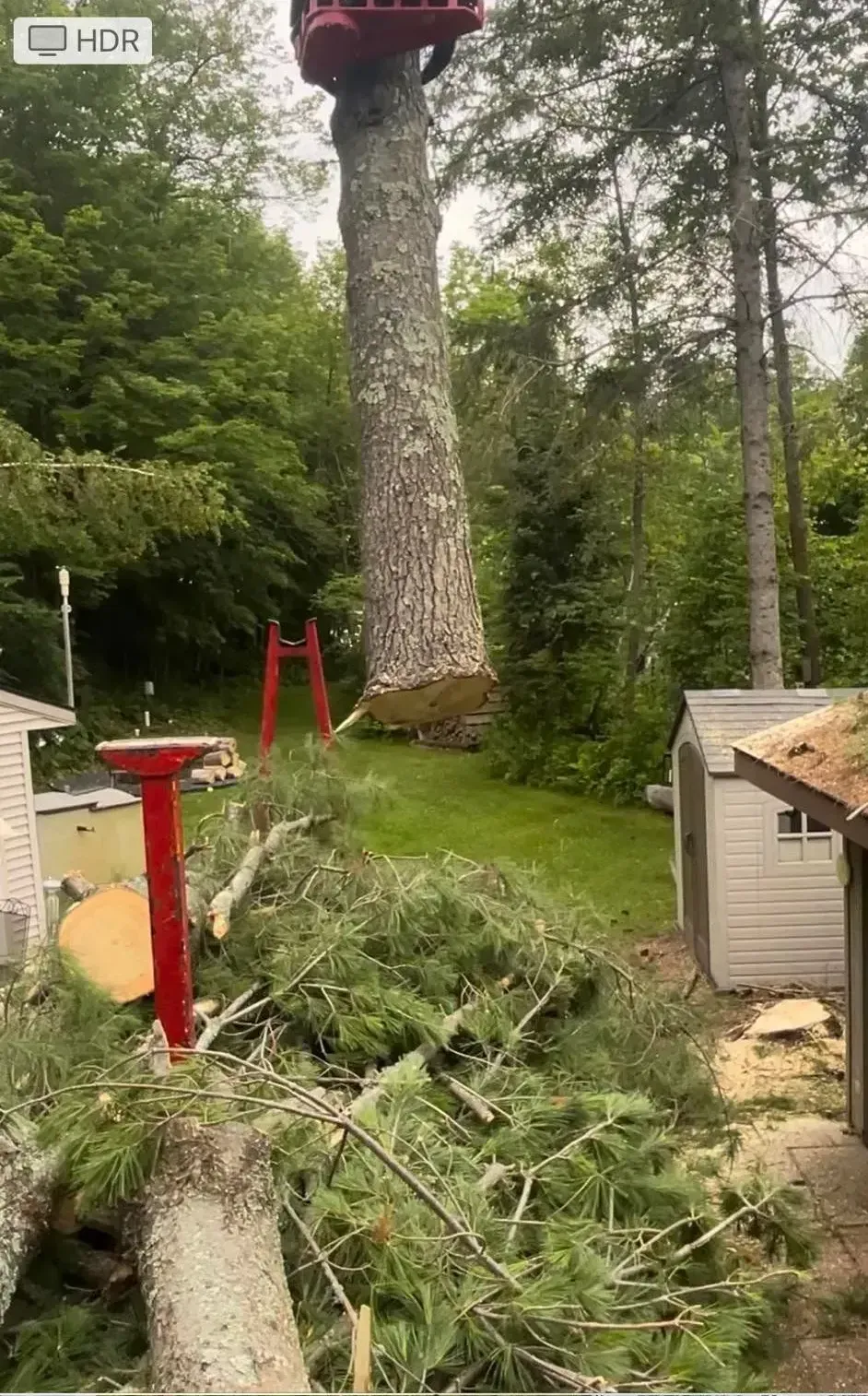 A large tree is being cut down in a backyard.