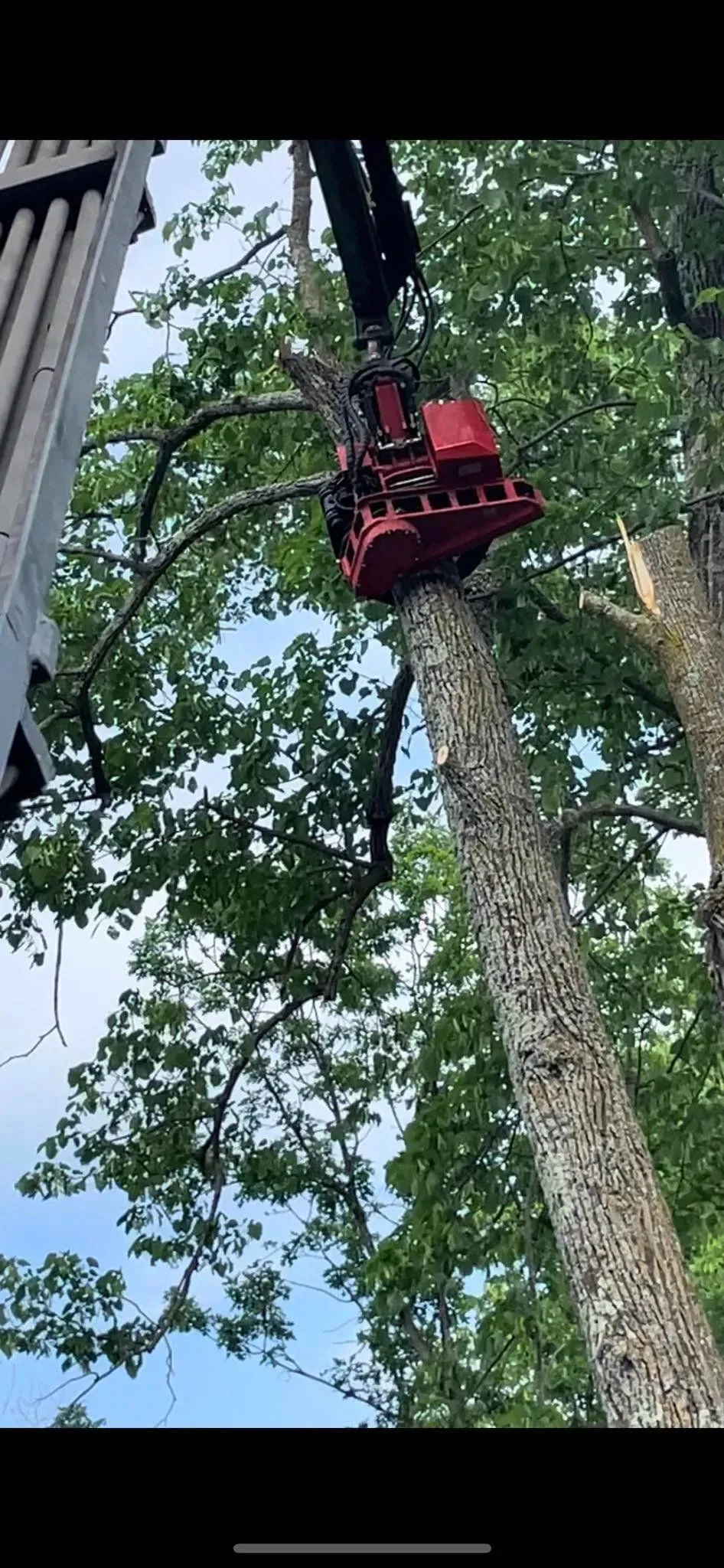 A large tree is being cut down by a crane.