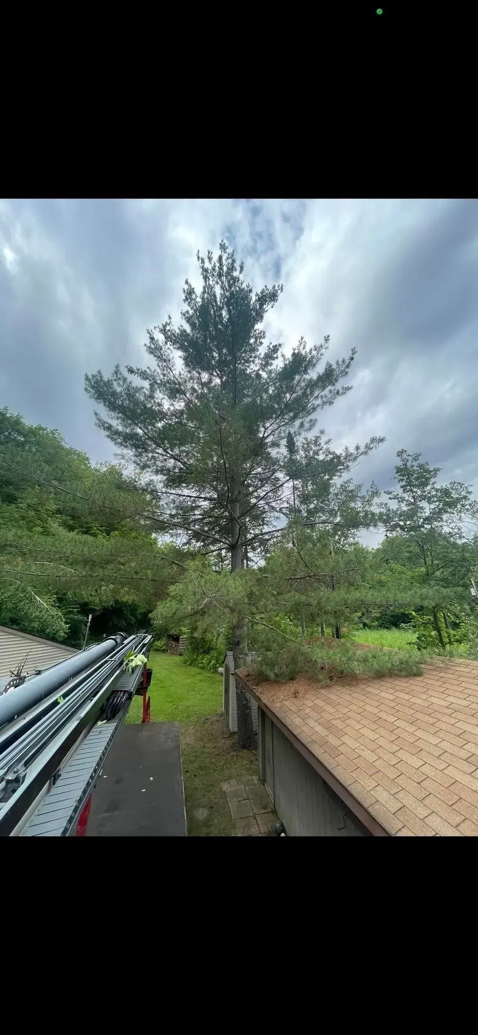 A tree is growing on the side of a house next to a roof.