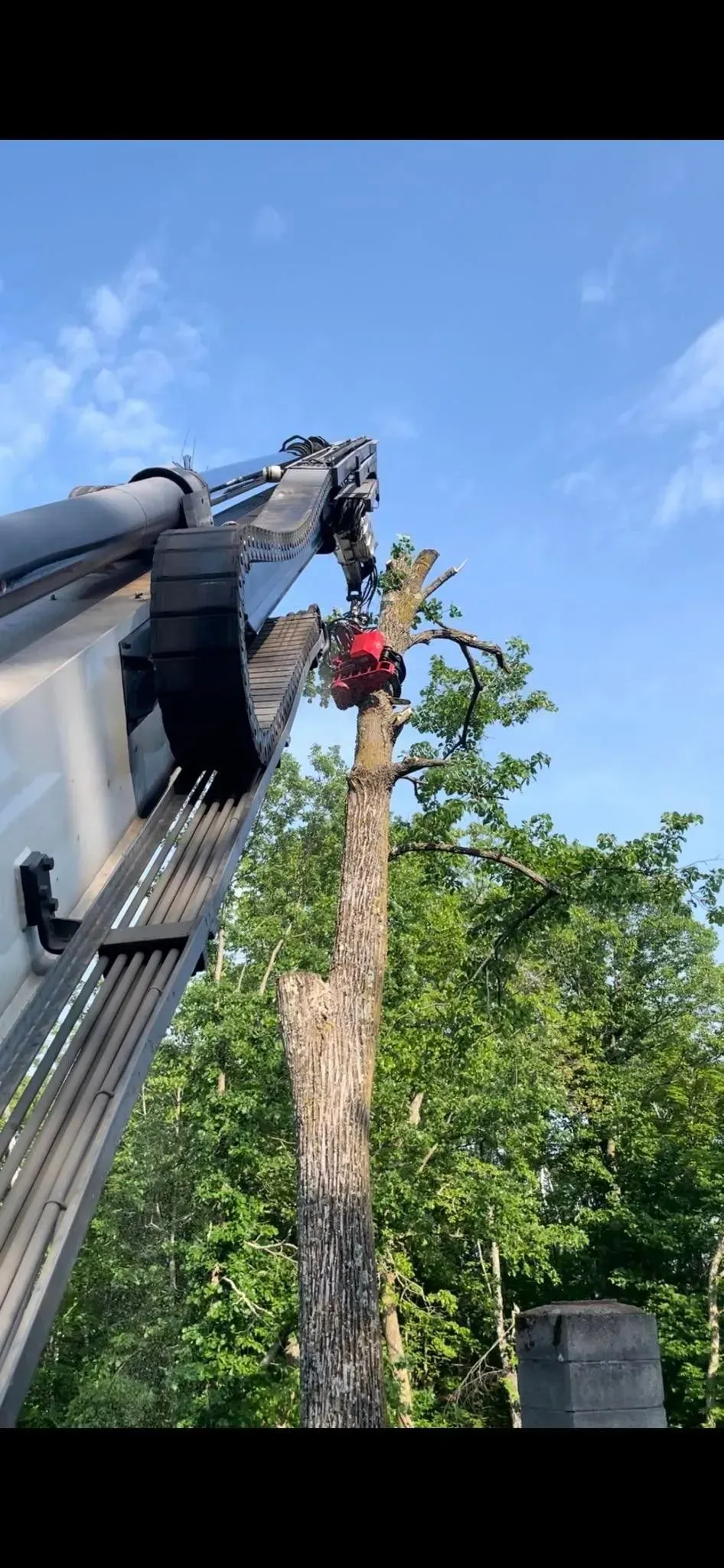 A man is cutting down a tree with a crane.
