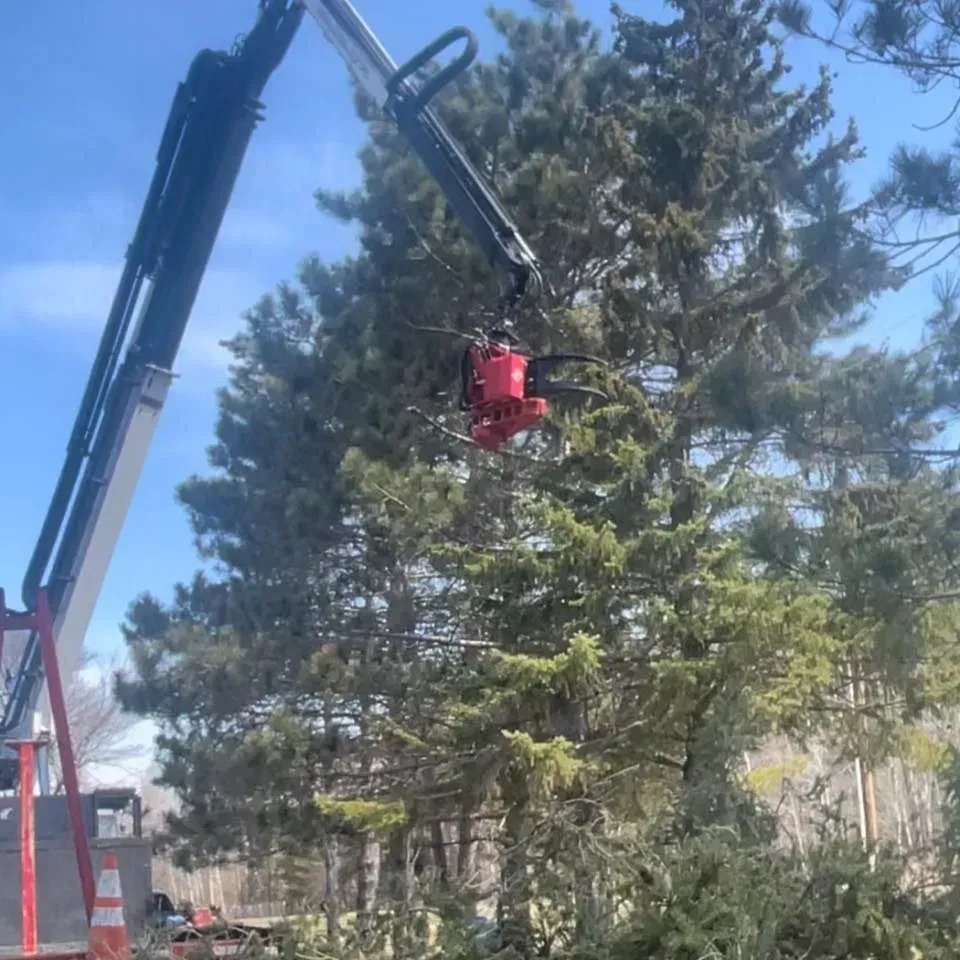 A crane is cutting down a pine tree.