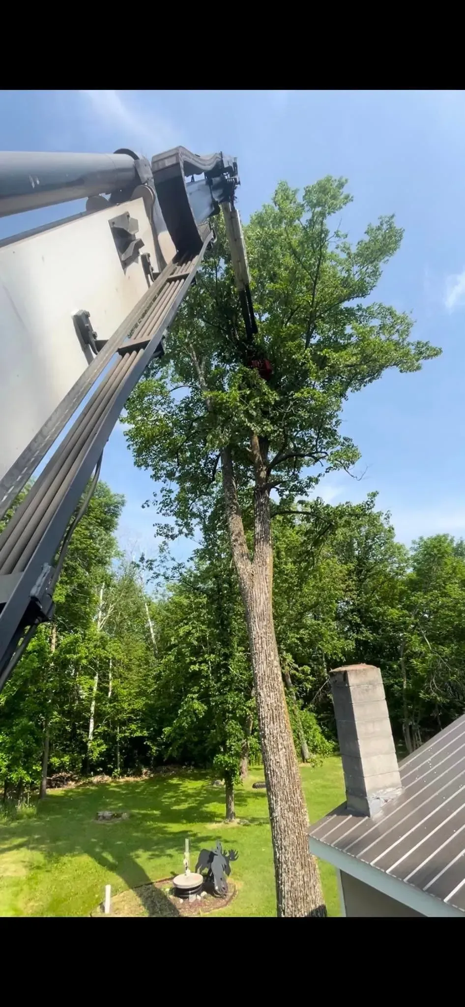 A tree is being cut down by a crane in a backyard.