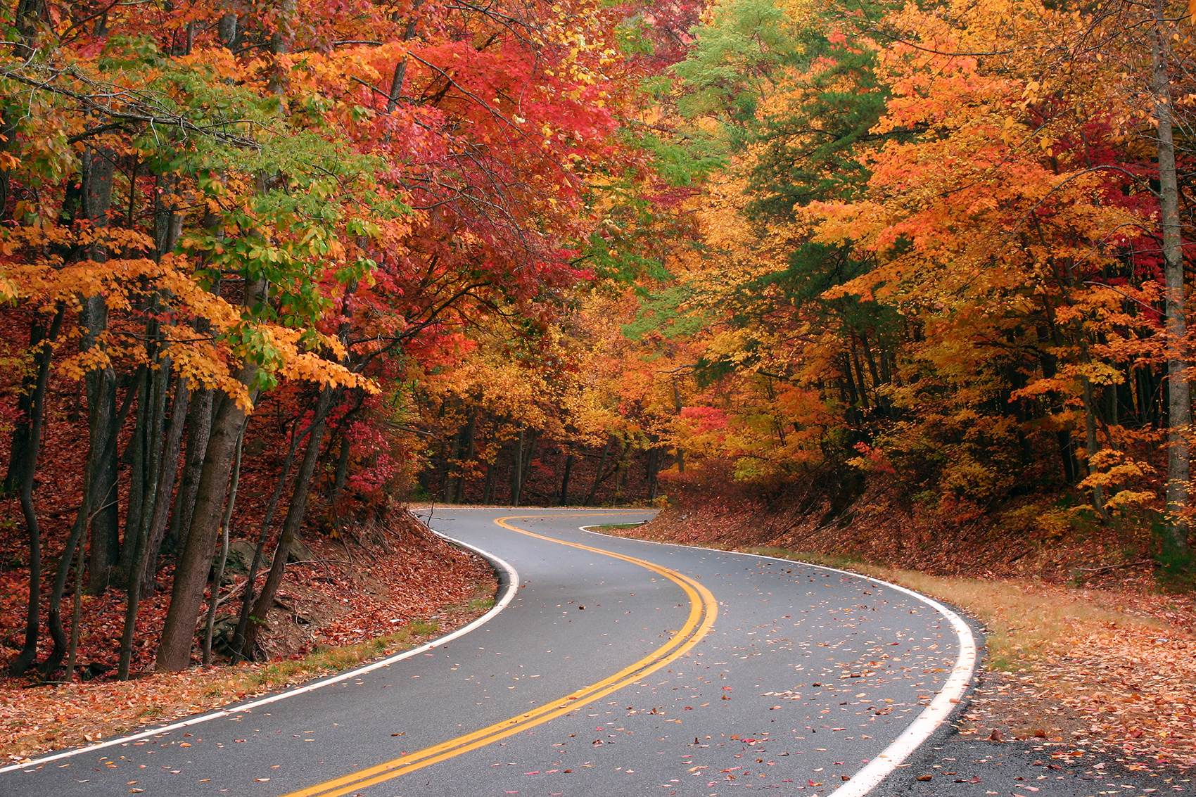 Winding asphalt road through a forest with vibrant red, orange, and yellow autumn foliage.