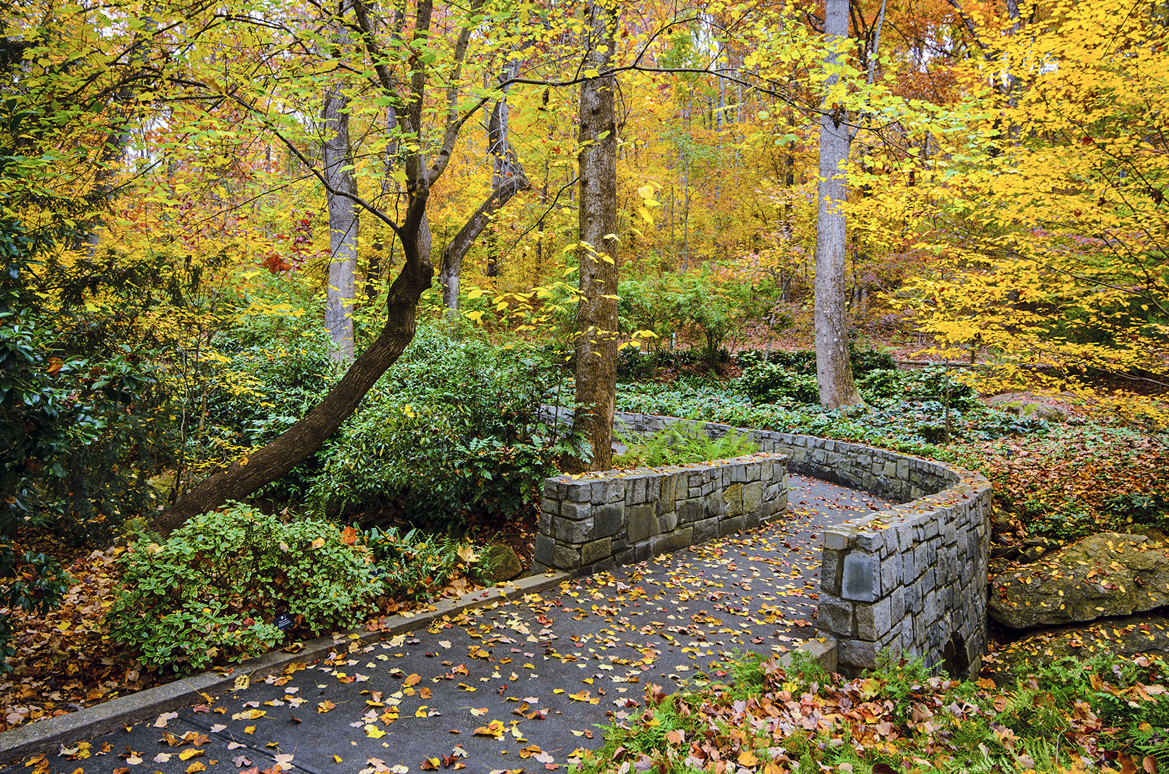 Stone pathway through a garden in autumn, surrounded by trees with yellow and orange leaves.