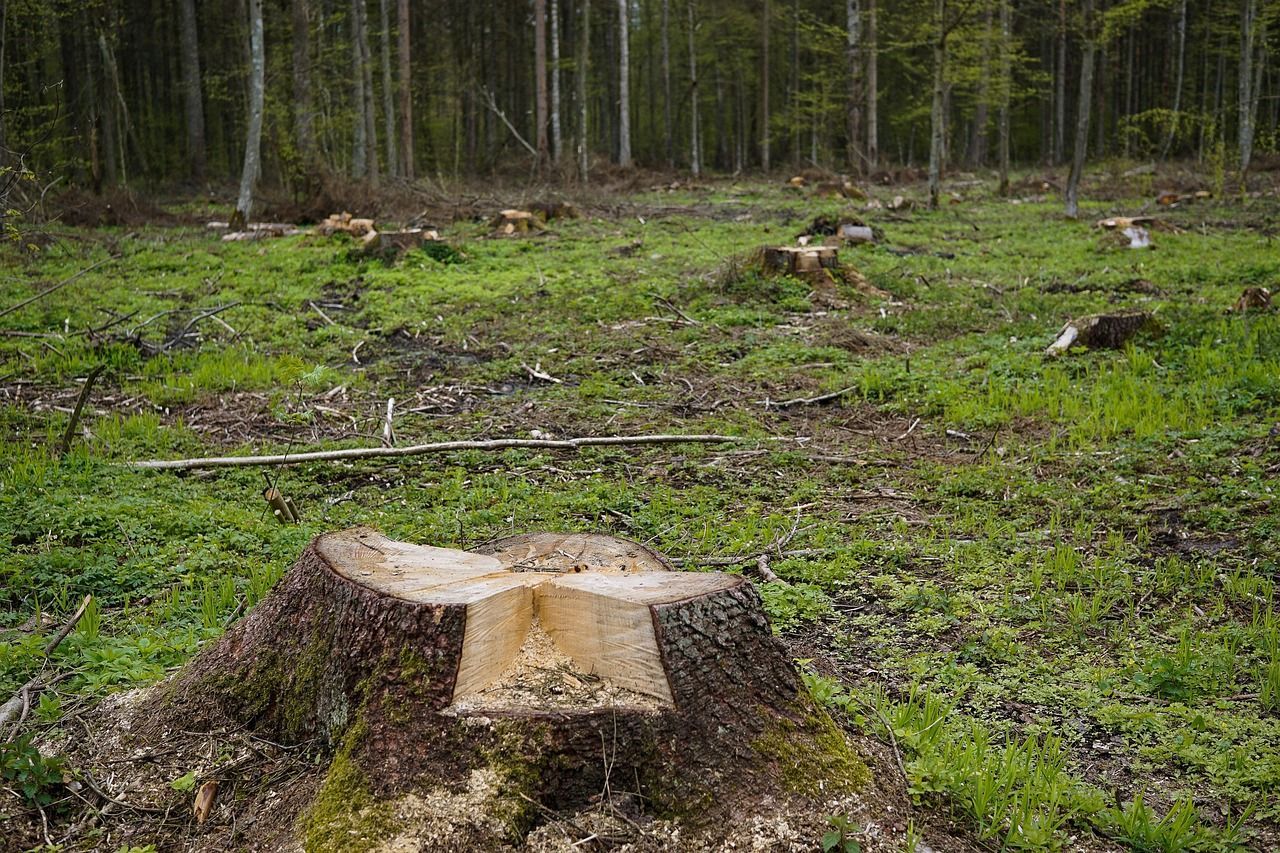 Stumps in a clearing, grass and small trees, forest background.