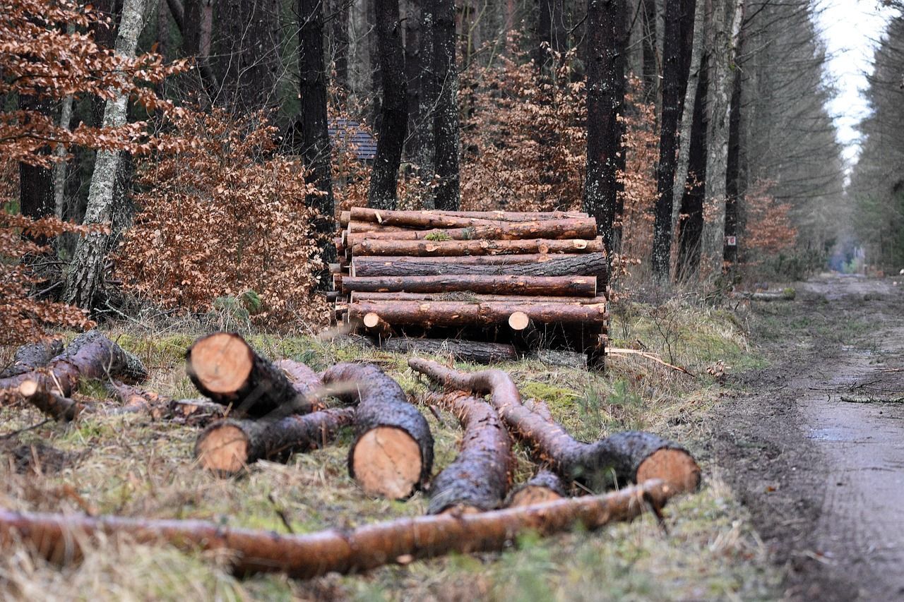 Logs piled near muddy forest path. Cut trees and brown leaves scattered around.