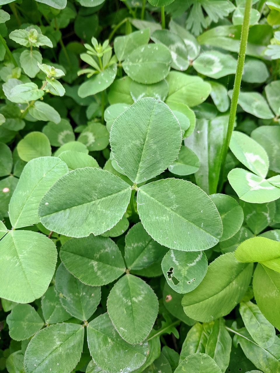 Green clover with three leaves.