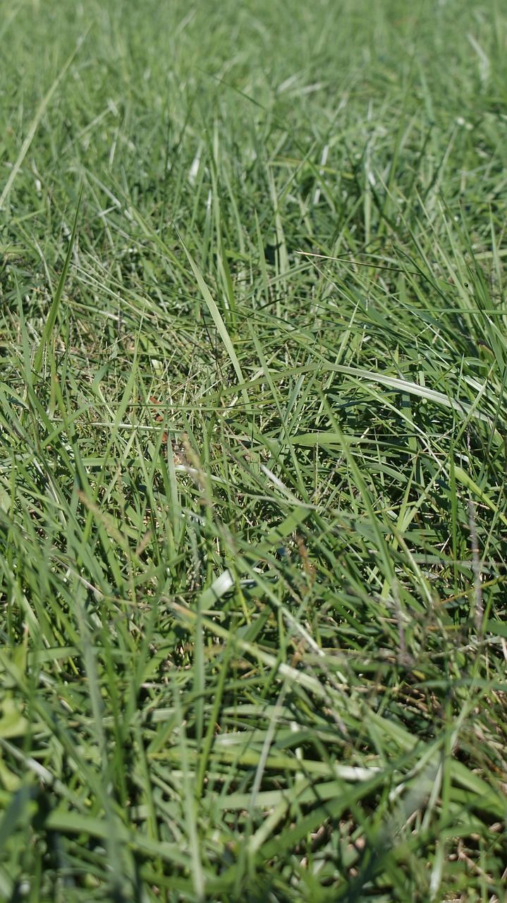 Close-up of green grass blades, low angle perspective.