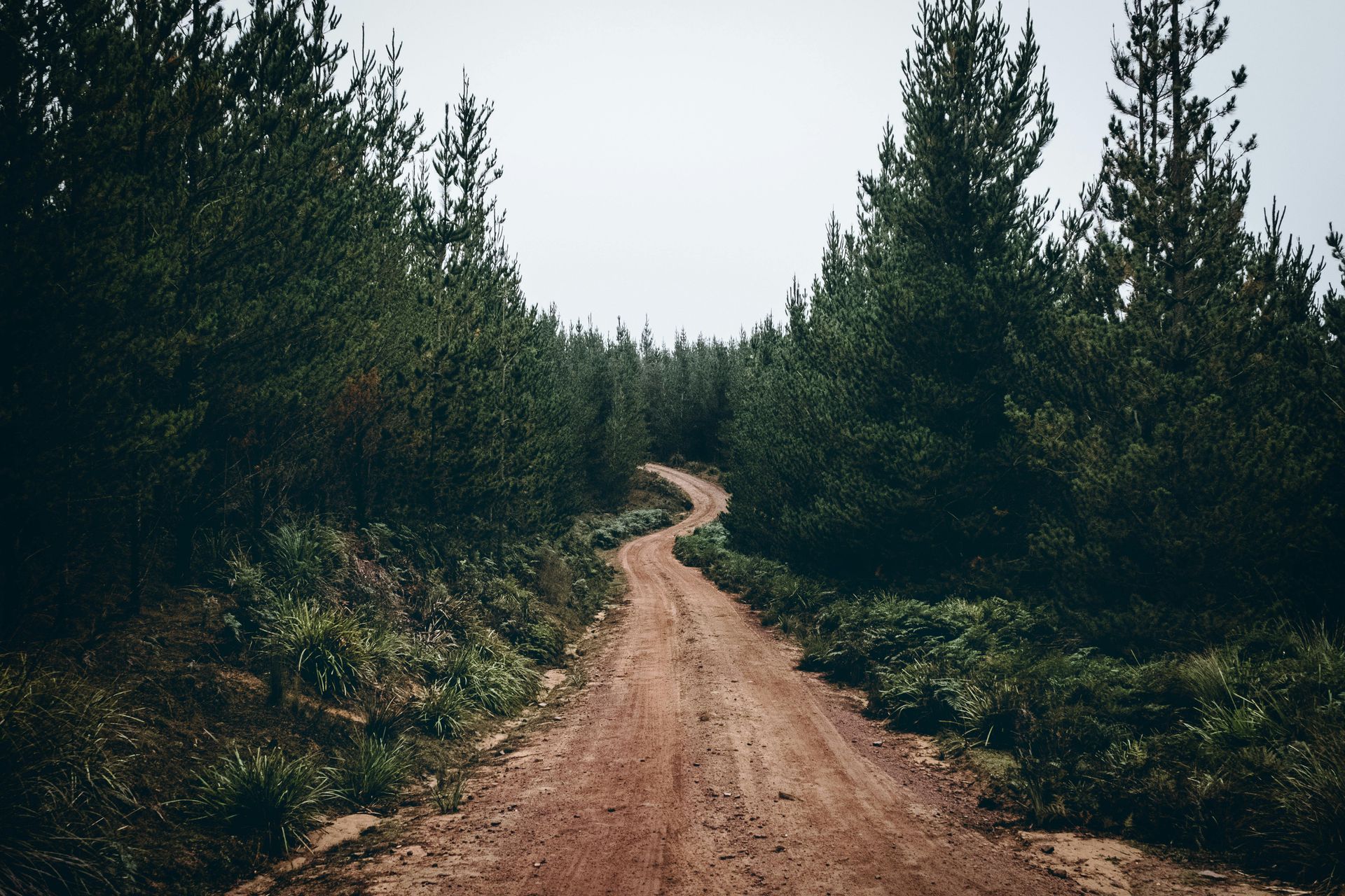 Dirt road winding through a dense forest of evergreen trees under a cloudy sky.