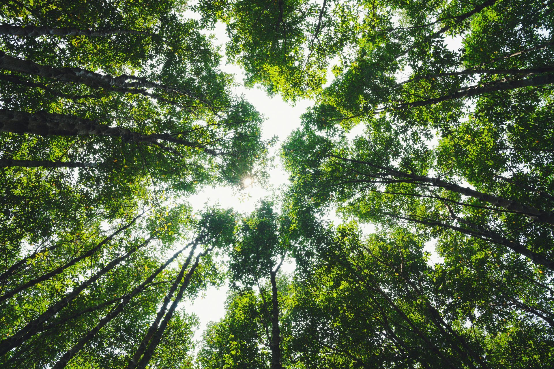 View from below: lush green tree canopy against a bright sky.