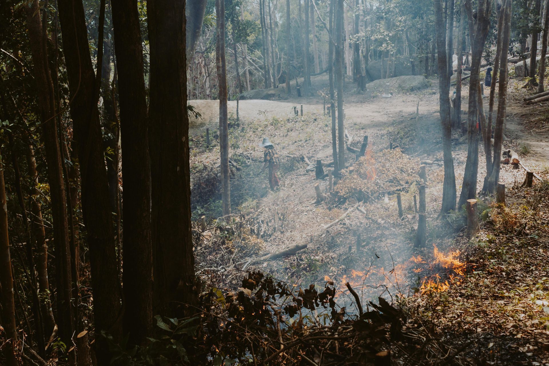 Forest scene with trees and smoke, burning brush.
