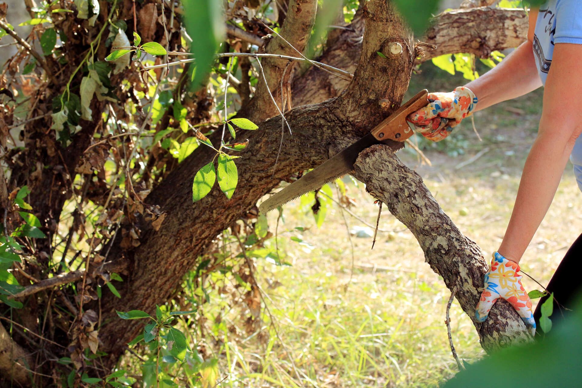 Cut a big tree branch that is fallen to ground