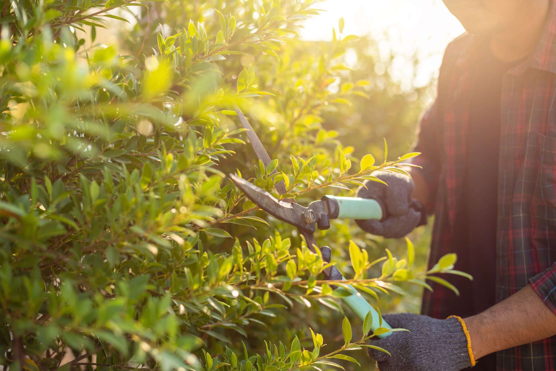 Person trim hedge