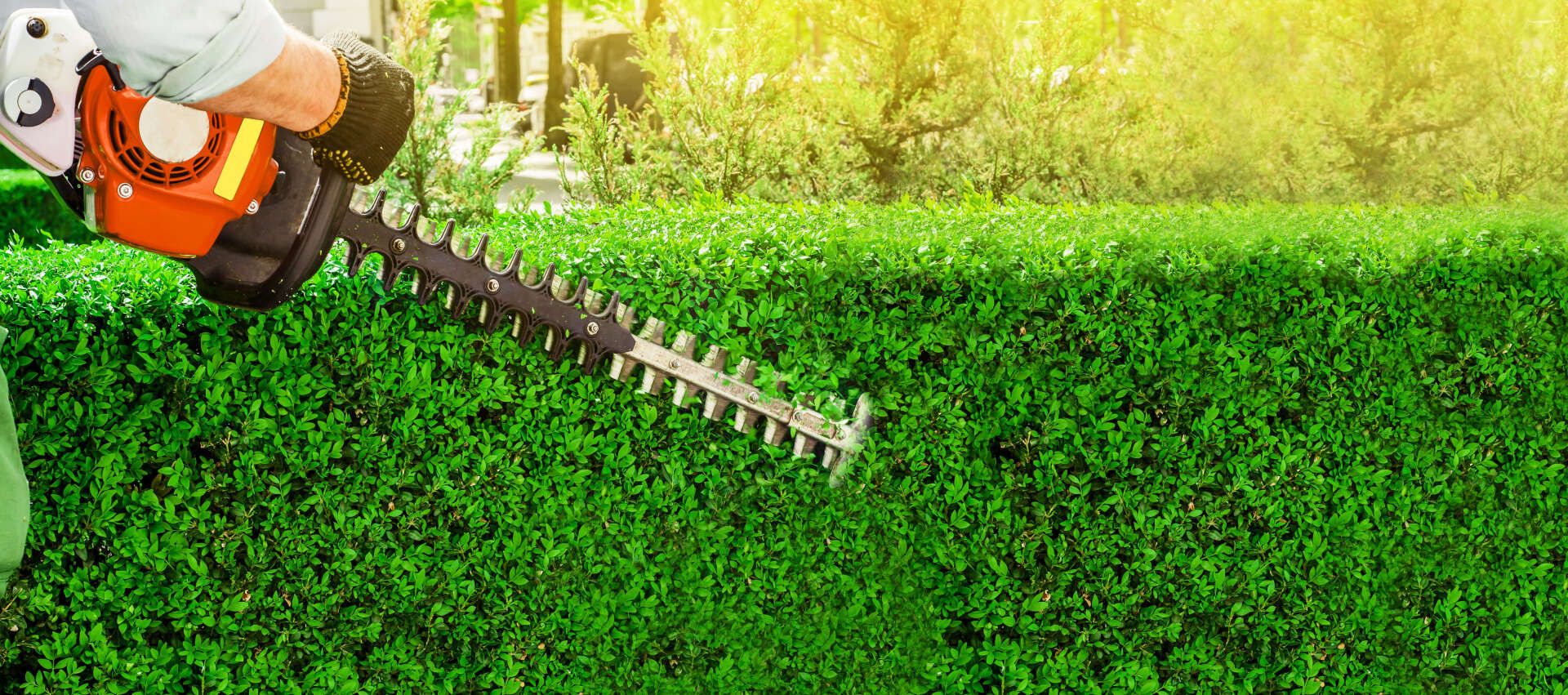 Hedge trimming tool