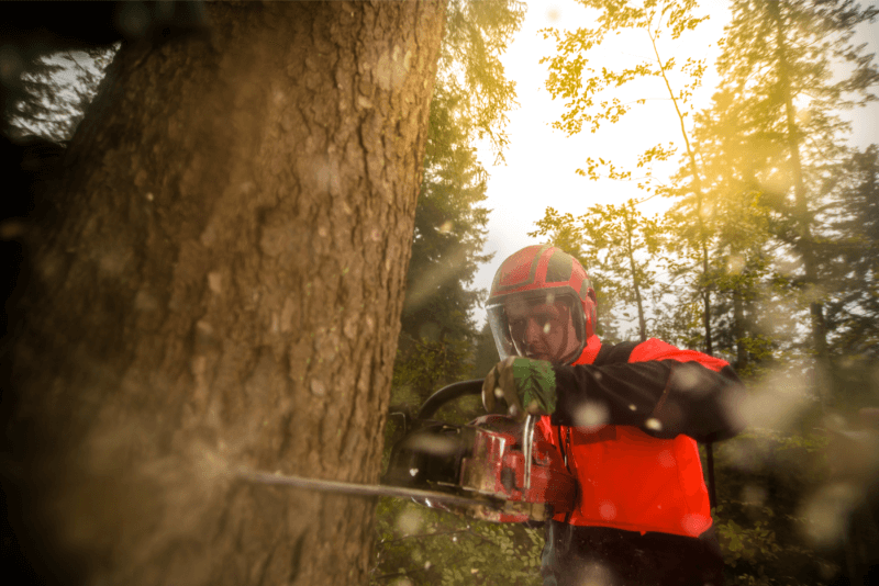 Removing tree truck with electric saw