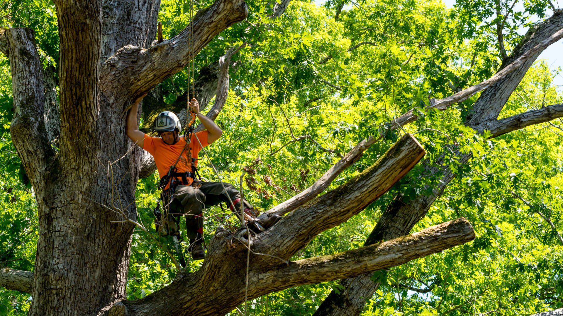 Person standing on tree brach