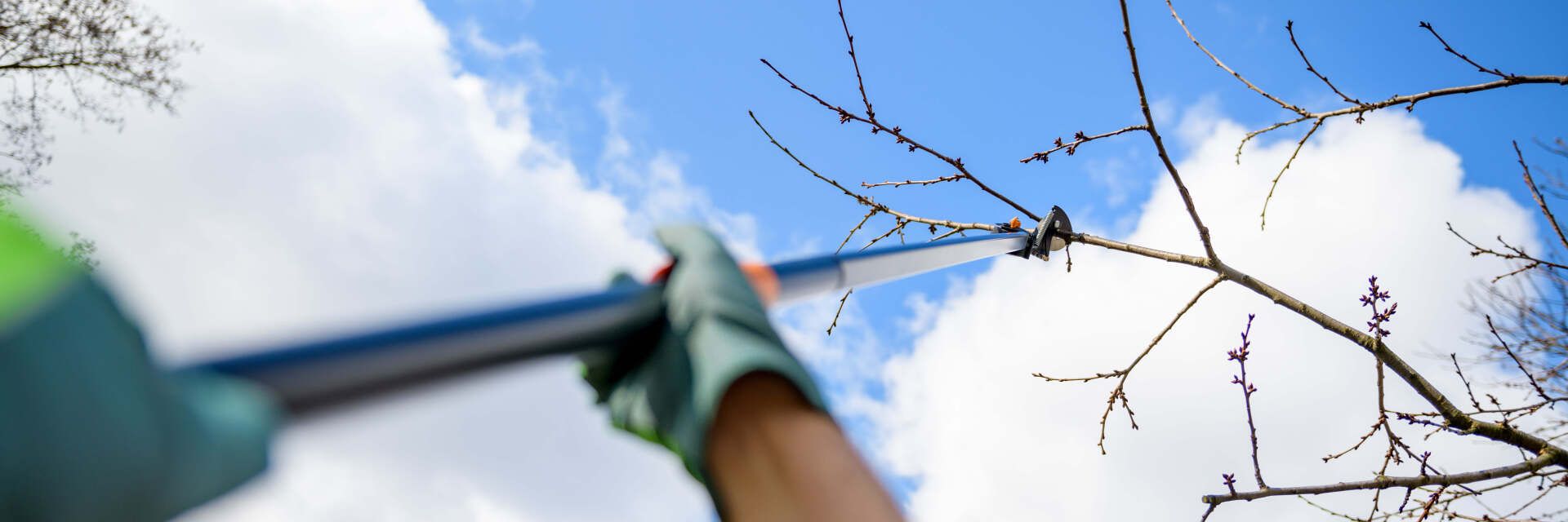 People trim branches on elevated platform