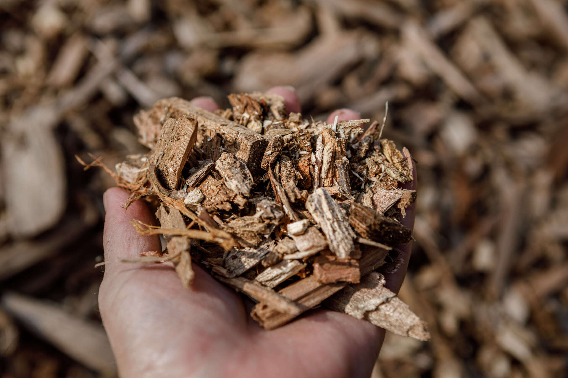 Tree mulch pieces at hands