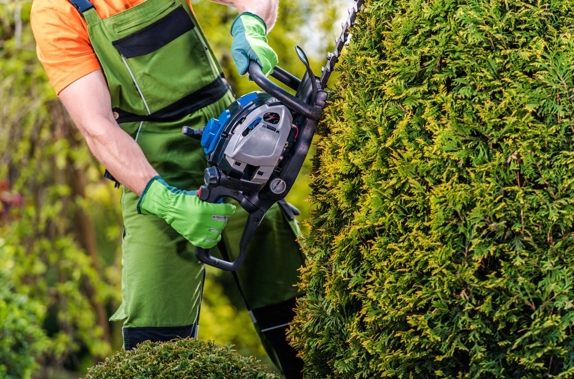 A professional doing hedge trimming at garden