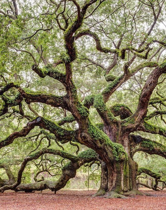 old and wide tree