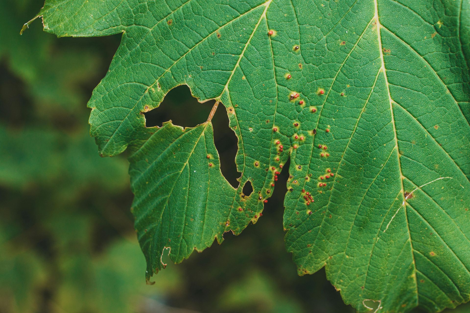 pest-infested leaf