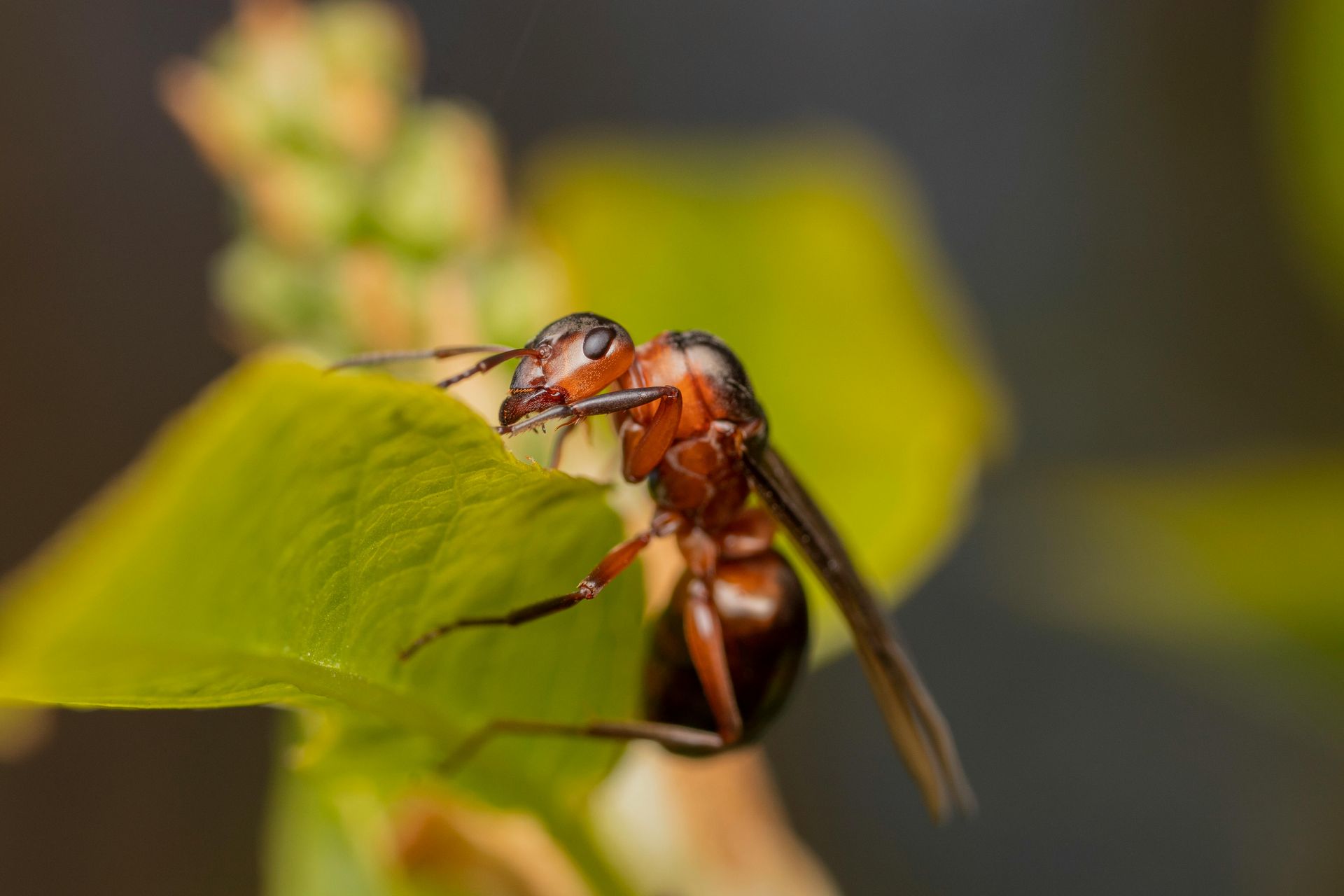 insect perching on a leaf